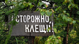 В Новоуральске женщина умерла после энцефалита. Ее укусил клещ